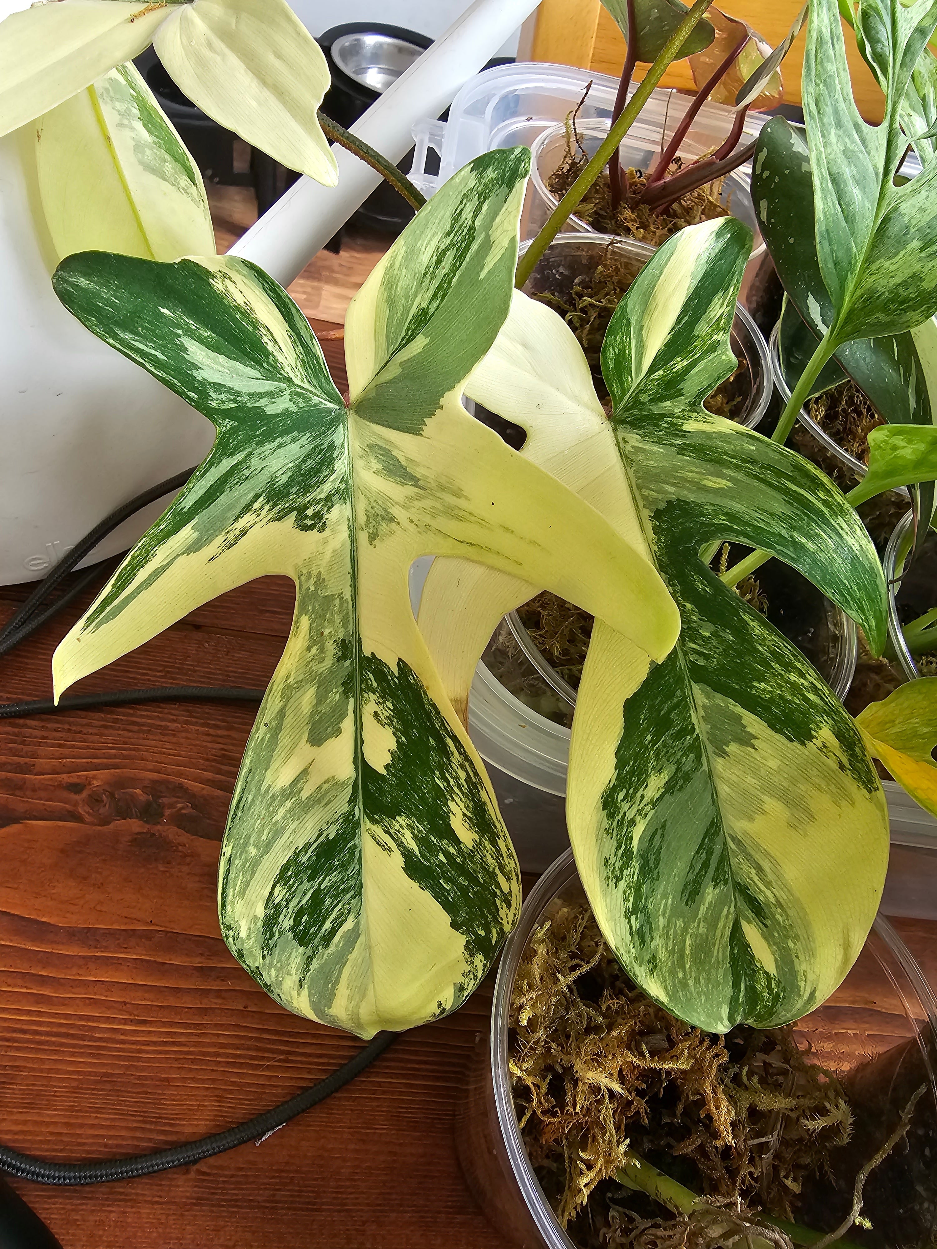 Philodendron