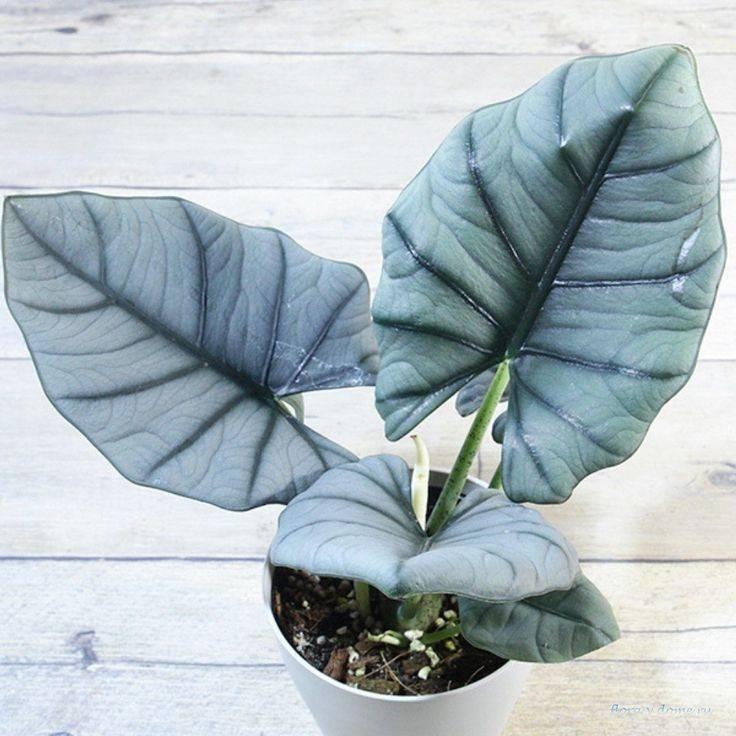 Alocasia